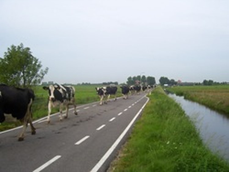 De koeien lopen over de polderweg langs de sloot