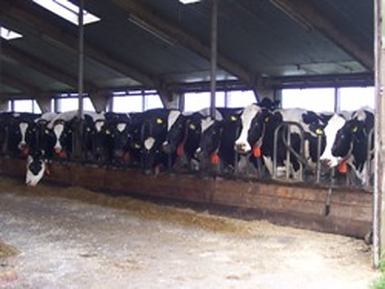 In de ligboxenstal
