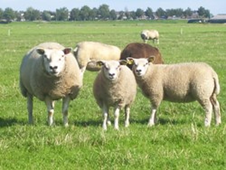 Schapen in de polder